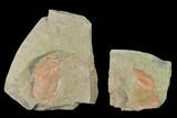 Megistaspis & Asaphellus Trilobites With Pos/Neg - Fezouata Formation #141892-1